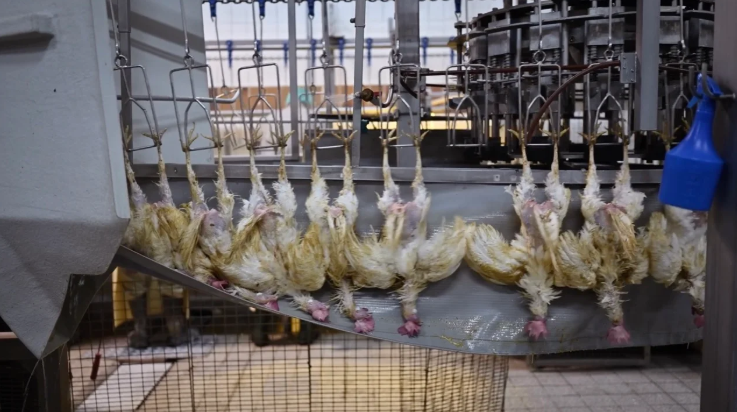 Still uit De Vegan Veehouder