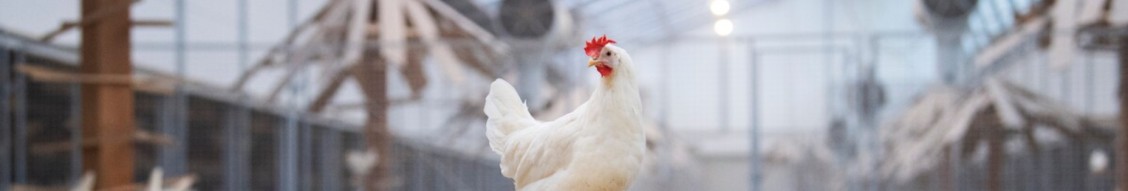 Still uit De Vegan Veehouder